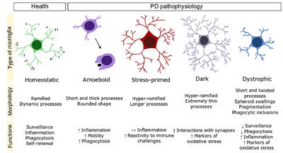 Microglial Implication in Parkinson’s Disease: Loss of Beneficial Physiological Roles or Gain of Inflammatory Functions?